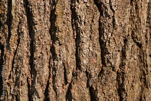 Fotografi Close-up view of rough textured tree bark with deep fissures and vertical striations