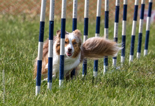 Action shot of a brown and white Border Collie running through the weave poles during an outdoor dog agility competition.