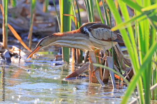 Least Bittern in the marsh, Canada
