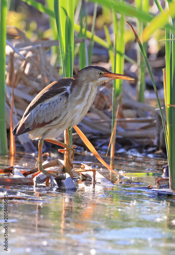 Least Bittern in the marsh, Canada