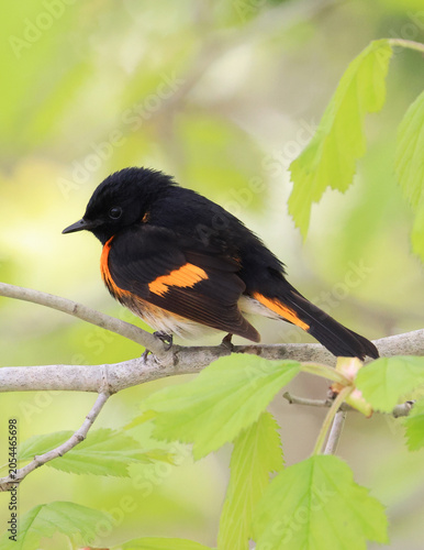 American redstart perched on a tree branch with green background, Quebec