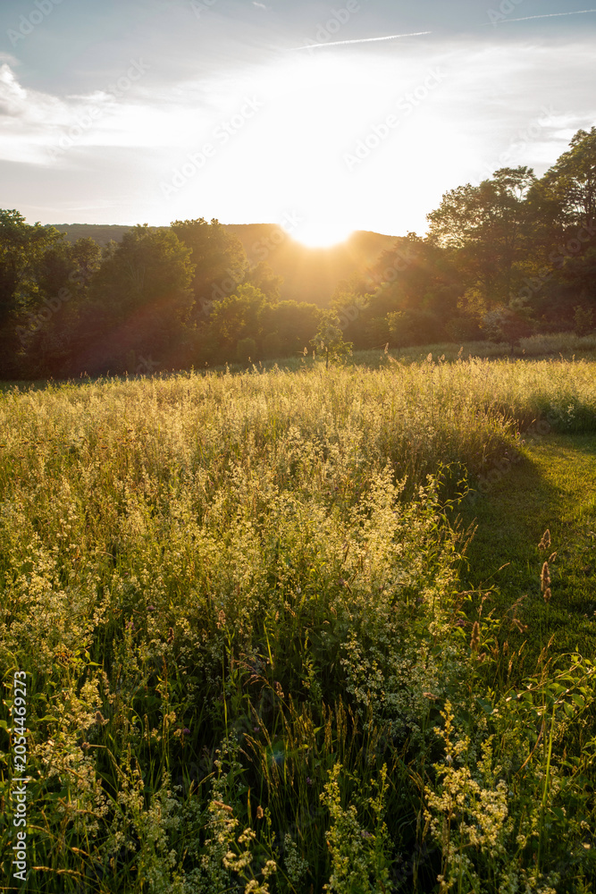 Obraz premium Sunlight streaming through a field of Hedge Bedstraw