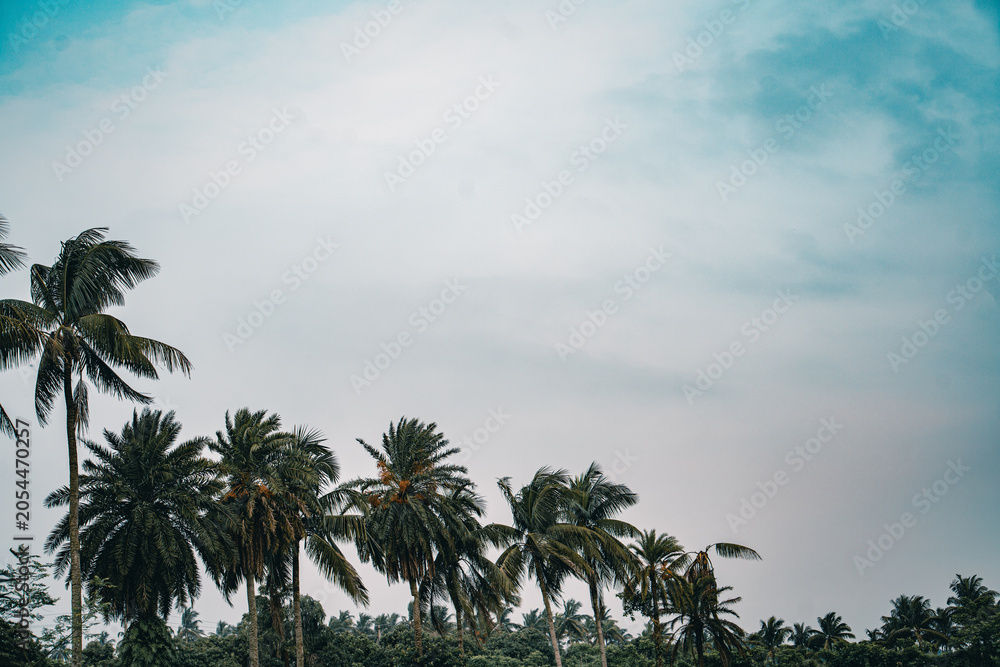 Fototapeta premium A row of tropical palm trees against a cloudy blue sky