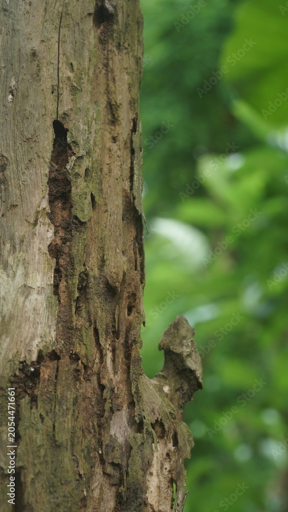 Obraz premium Decaying Dead Tree Trunk with Hole Textures against Blurry Green Forest Background