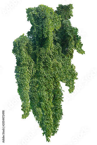 Heart-shaped leaves, climbing plant, heart-shaped leaves. Vines on a white background. Clipping path included.