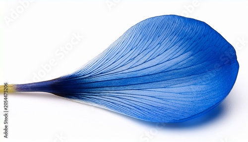 Single Blue Flower Petal Isolated