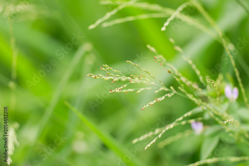 Close-up of delicate wild grass with soft green bokeh background, natural light, shallow depth of field, peaceful and fresh outdoor atmosphere.