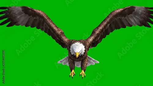Majestic Bald Eagle Flying with Spread Wings Isolated on Green Screen Background for Compositing
