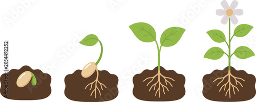 Canvastavla Illustration depicting the four stages of a plants growth cycle from seed germin