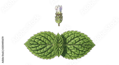 Botanical illustration of a green mint plant with delicate purple flower bud