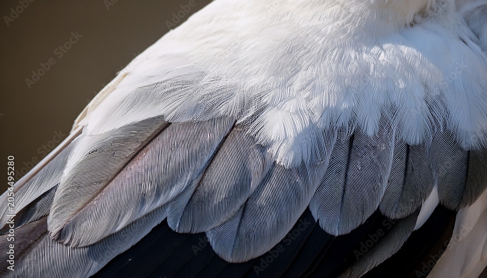 Naklejka premium Natural White Wing Plumage