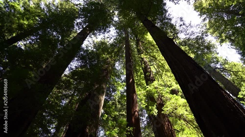 Redwood National Park Giant Forest Afternoon California USA World Heritage SIte