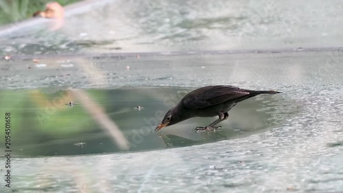 Close-up of a dark wild bird drinking water from a small puddle on a textured glass surface, urban wildlife behavior and survival.