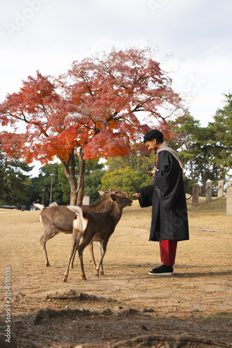 Traveler feeding deer during autumn in Nara Park, Japan