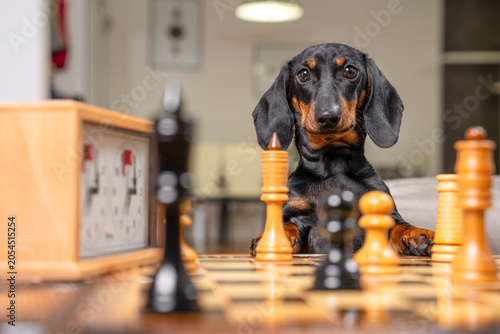 Foto A black dachshund dog sits behind a wooden chess board with a vintage clock and tall pieces in a witty indoor strategy game setting at home