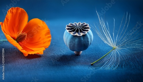 Blue Love In A Mist Seed Capsule And California Poppy