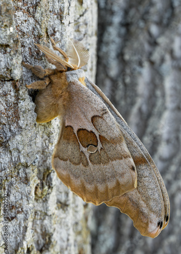 polyphemus moth full body