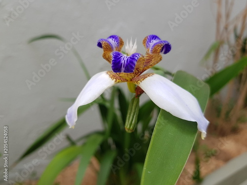 Foto Trimezia gracilis (Brazilian walking iris, slender trimezia) with white petals and purple-brown markings, blooming gracefully among green leaves against a soft neutral background