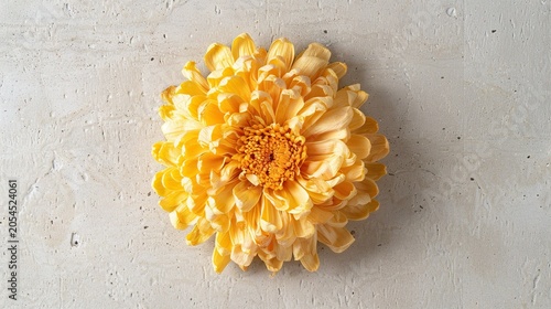 Dried yellow chrysanthemum on light grey top down
