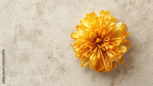 Dried yellow chrysanthemum on light grey top down