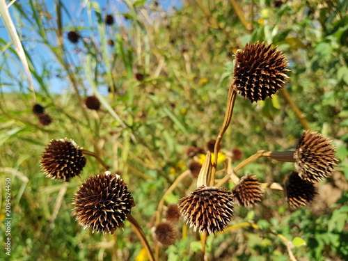 Canvastavla Tithonia diversifolia (Mexican sunflower, tree marigold) with dry, spiky, brown, and dry seed heads standing tall against a backdrop of green foliage and blue sky