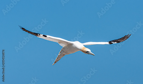 Принти на полотні Northern gannet flying with fully spread wings against a clear blue sky at Bonaventure Island in Gaspesie, Quebec