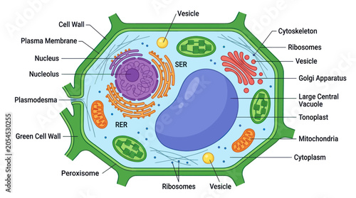 Quadro su tela Plant cell structure diagram with labeled organelles and components