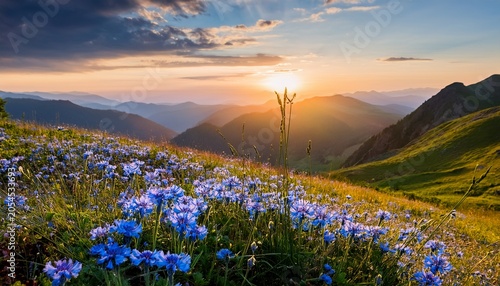 Wild Blue Flowers In The Mountains At Sunset Beautiful Summer Landscape