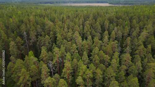 Epic top down aerial forward tracking flight of forest dirt road. 
Cinematic vertical panorama of winding path, green pine trees, 
dense taiga woodland texture and wilderness background.
