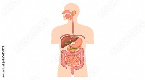Fotografía Human digestive system anatomy vector illustration, gastrointestinal tract diagram, medical education concept