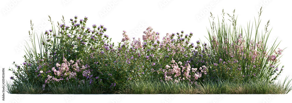 Obraz premium Blooming wildflowers and ornamental grasses on white background