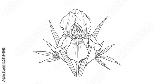 Simple Line Drawing of Iris Flower.