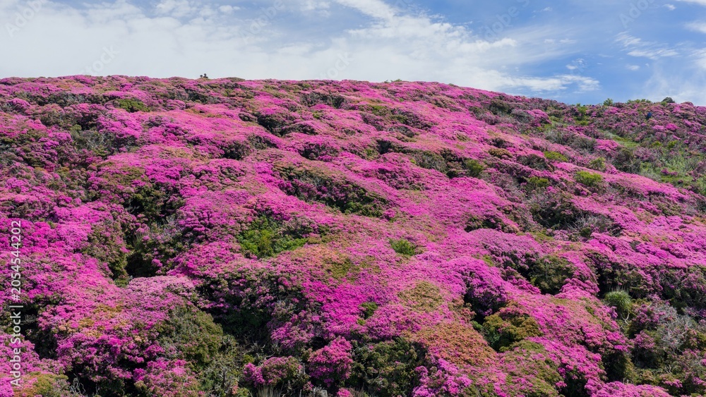Fotografie 初夏の久住高原 ミヤマキリシマ群生地の空撮風景