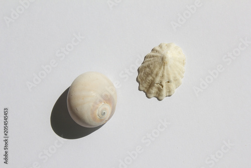 Foto It is an empty barnacle shell.