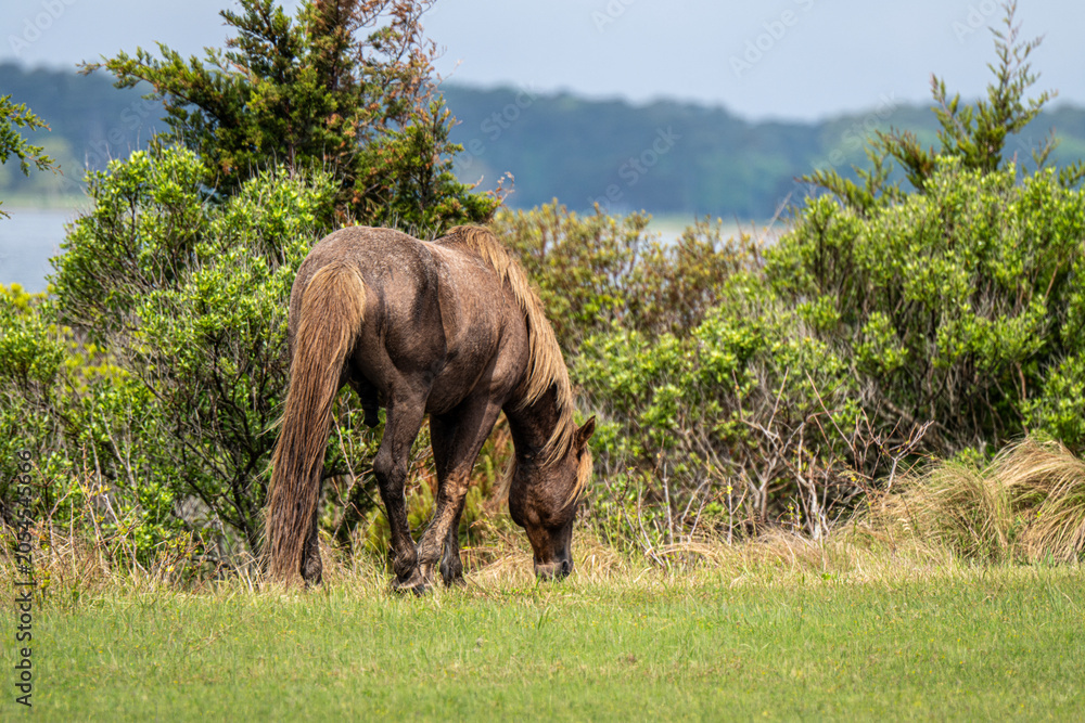 Fototapeta premium Wild Pony Grazing in Coastal Marshland Near Shrubs and Water on a Sunny Summer Day