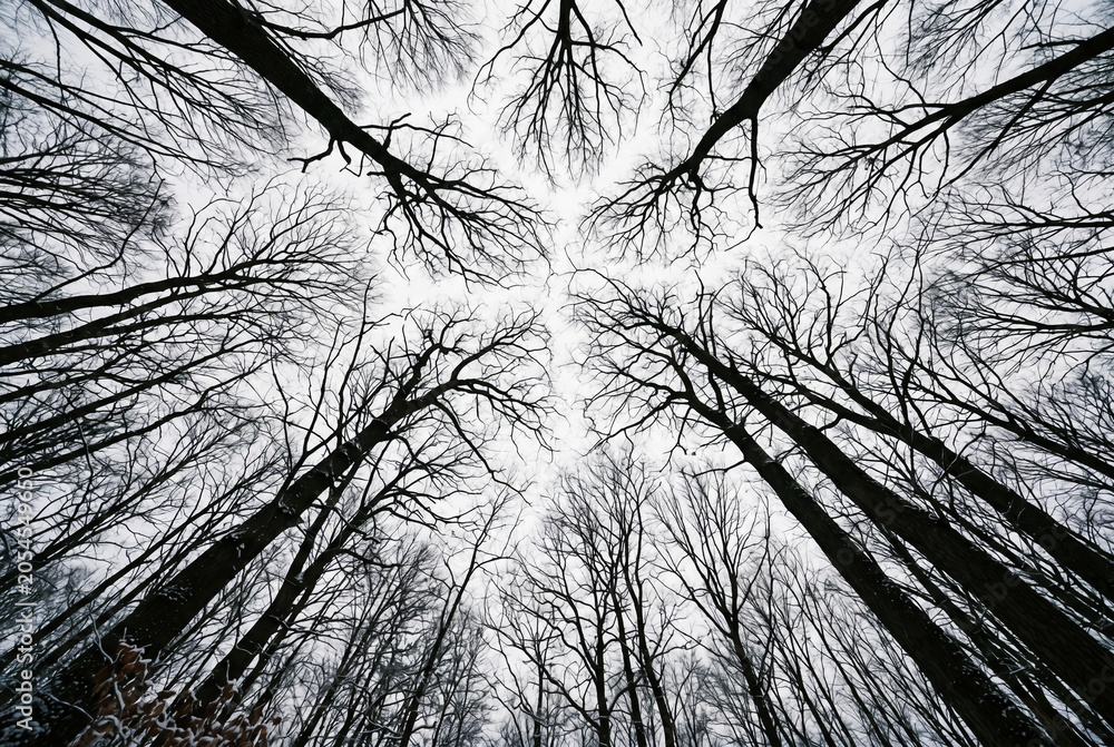 Obraz premium Low angle view looking straight up through the bare intertwining branches of tall winter trees