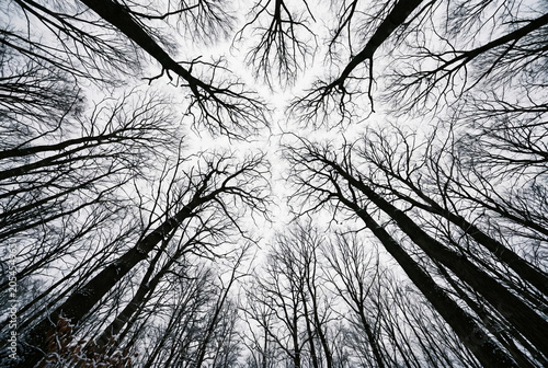 Low angle view looking straight up through the bare intertwining branches of tall winter trees