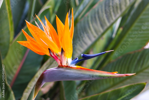 Φωτογραφία An eye-level, horizontal macro shot capturing a striking Bird of Paradise (Strelitzia reginae) flower