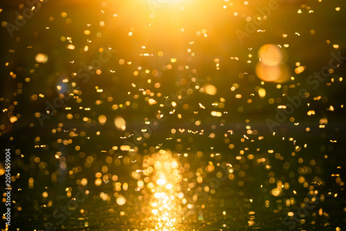 Foto Damselfly Swarm at Sunset