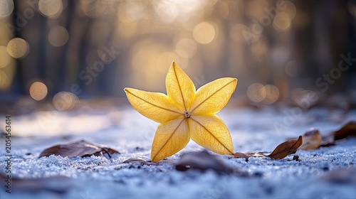 starfruit isolated on winter background