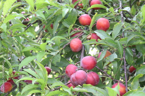 Apricot on tree in farm for harvest are cash crops