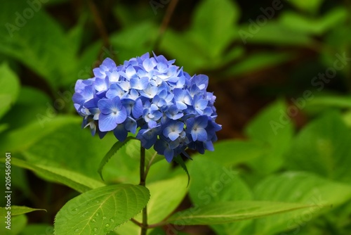 Hydrangea flowers. A background image of seasonal flowers. Hydrangeas are one of Japan's representative flowers and a symbol of the rainy season.