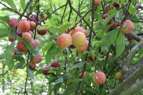 Apricot on tree in farm for harvest are cash crops