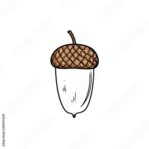 A hand drawn illustration of a single acorn nut isolated on white.