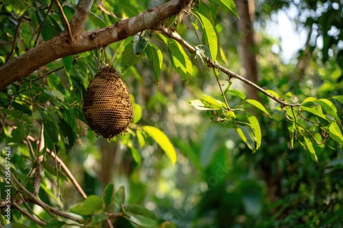 A bee hive hanging from a tree branch in a jungle, wild bees, exotic location, lush green leaves, natural habitat, sun rays filtering through