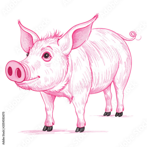 A detailed hand drawn illustration of a cute pink pig standing.