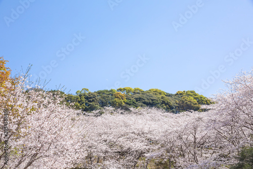 観音ヶ池の満開の桜