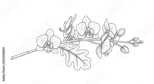Illustration of Oak Tree Branch with Acorns.