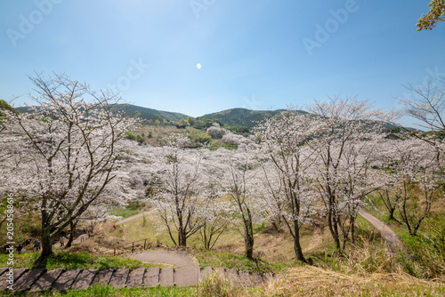 観音ヶ池の満開の桜