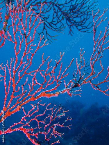Fire corals are colonial marine cnidarians that can cause burning skin reactions